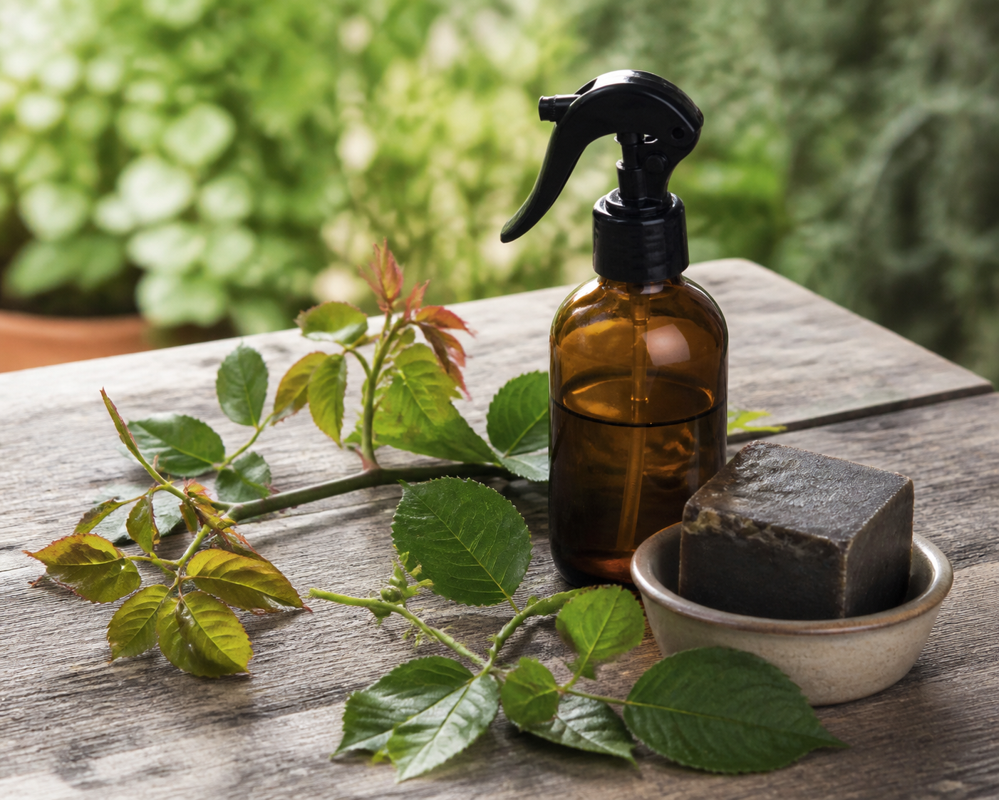 Dosage savon noir pucerons : la méthode douce pour protéger vos plantes