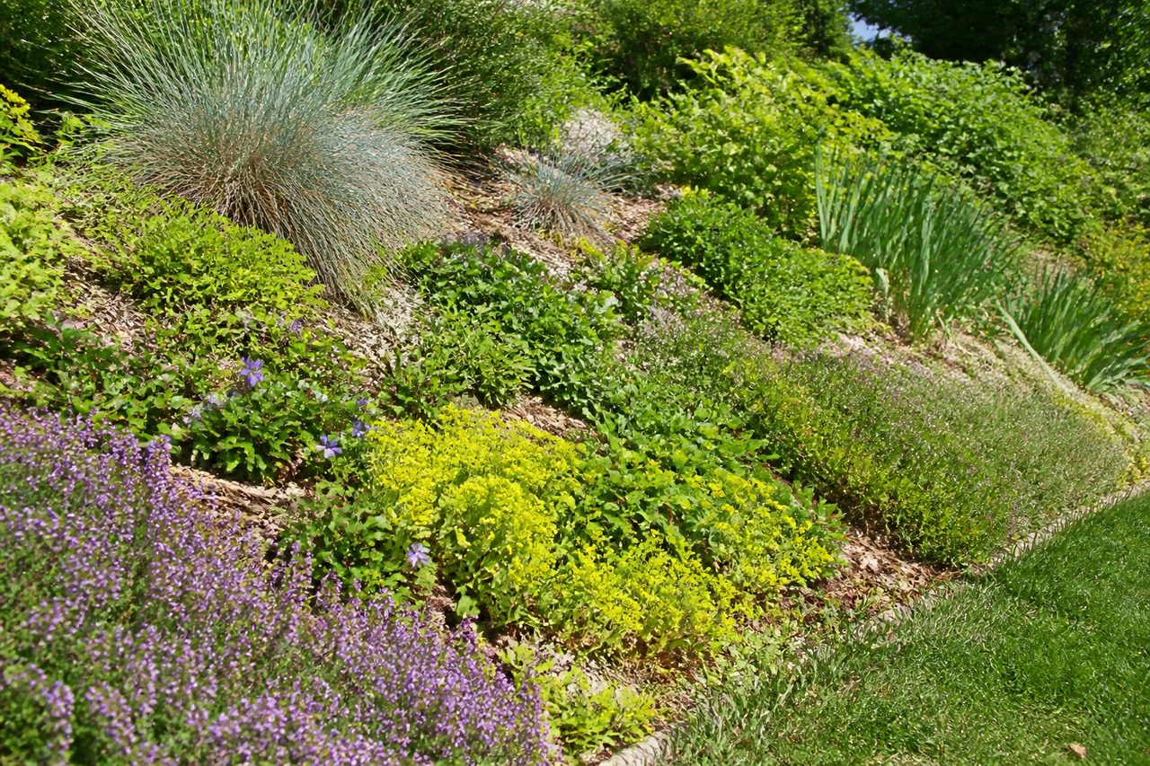 Plantes rampantes pour talus : couvrir une pente sans l’étouffer