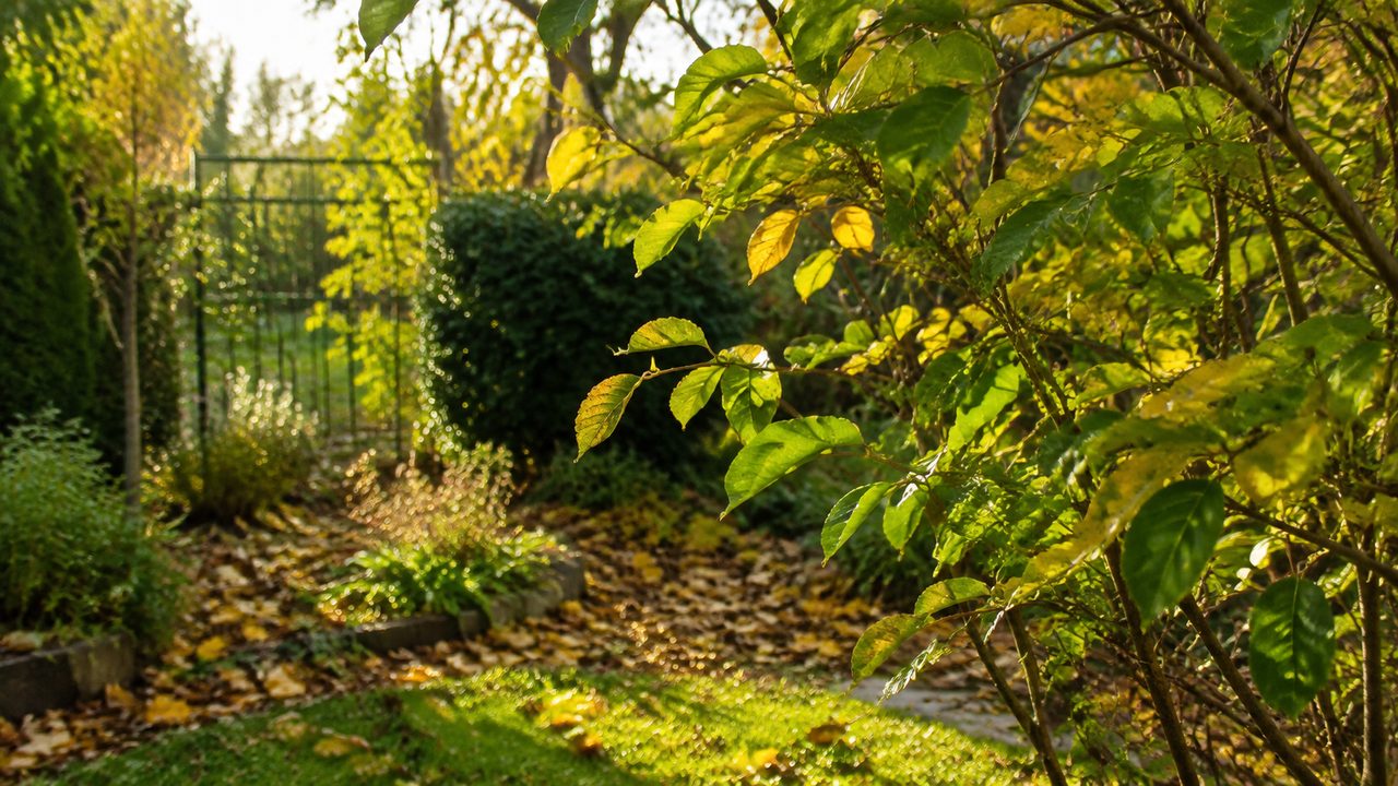 Feuillage caduc : ce que cela change vraiment au jardin